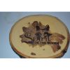 Wood Slice Magnets Set of 4 With Wood Burned Spirit of the Woods Logo